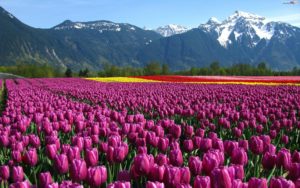 tulipanow-uprawa-gory